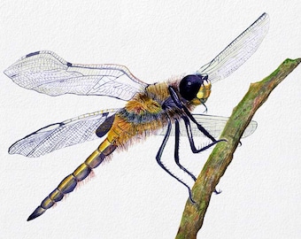 Four Spot Chaser Dragonfly Watercolour Signed Limited Edition Print from Original Painting Wildlife Artwork Dragonfly Art