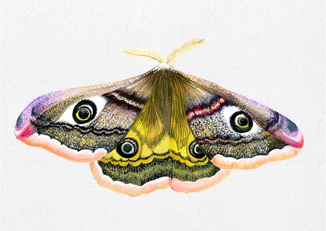 Emperor Hawk Moth Insect Watercolour Signed Limited Edition Print From ...