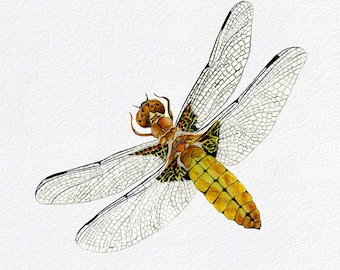 Broadbodied Chaser Dragonfly Watercolour Signed Limited Edition Print from Original Painting Wildlife Artwork Dragonfly Art
