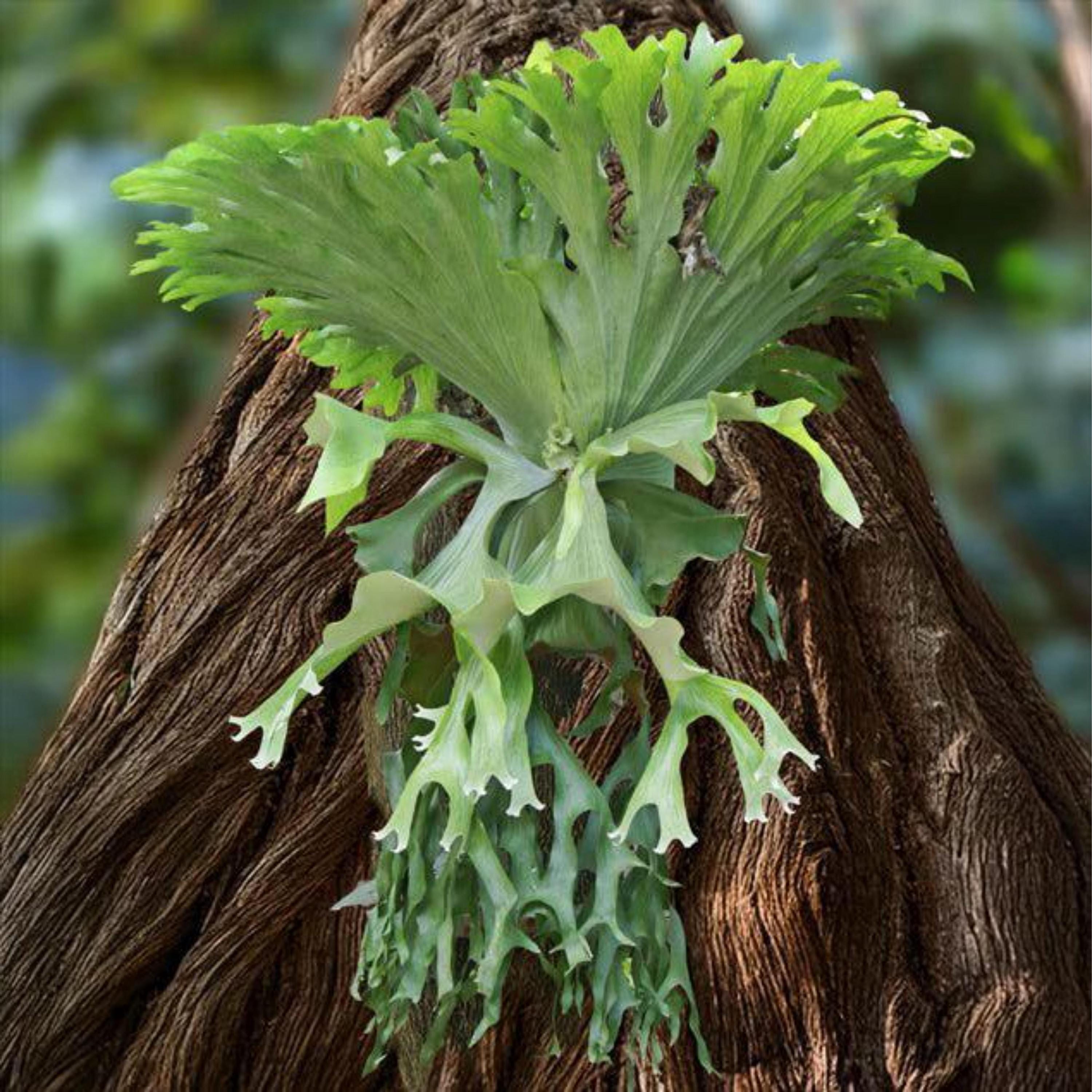 Fern Spores - Etsy