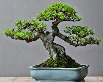 Japanese Juniper Bonsai Tree | Juniperus Procumbens Nana Live Evergreen Plant for Bonsai Lovers