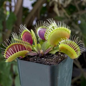Peut inclure: Une dionée attrape-mouche avec plusieurs pièges ouverts vert citron, dotés d'intérieurs rouge pourpre et de longues épines marginales blanches et fines. La plante est en pot dans un contenant carré en plastique gris foncé rempli de terreau humide.