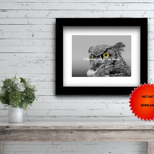 May include: A black and white photograph of an owl with yellow eyes. The owl is looking to the left of the frame. The photo is framed in a black frame with a white mount.