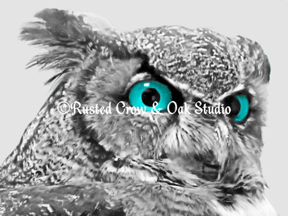 Modern Black White Grey Owl Bird Blue Aqua Eyes Home Decor Matted Picture Print A174