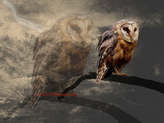 Barn Owl Double Exposure Brown Country Home Decor Barn Art Matted Picture A662