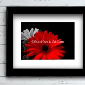 RED Gerbera Daisy Flower Black and white floral Home Decor Picture Photographic Art Instant Download A740