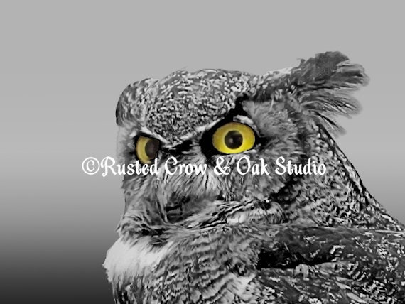 Photo A515 Doeil Contemporain Noir Blanc Grand Duc Oiseau Jaune