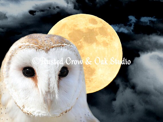 Barn Owl Bird Modern Country Art Modern Cottage Chic Matted Picture USA A493