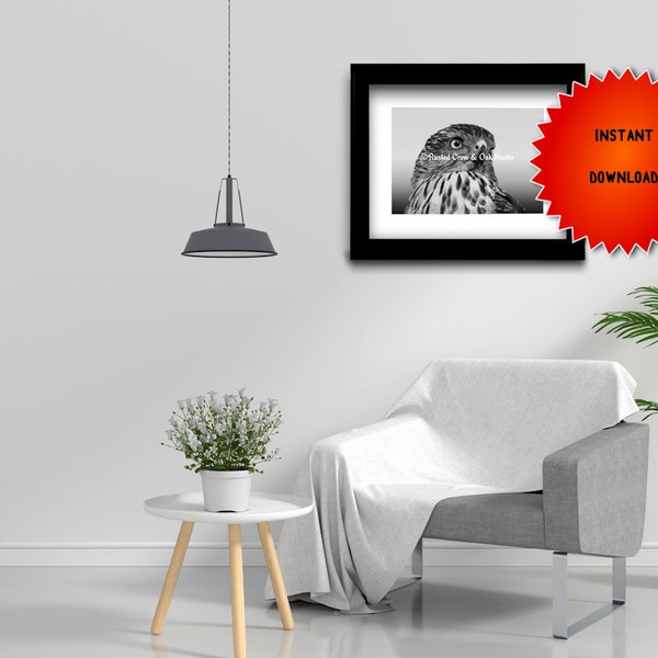 Hawk Photograph Modern Black White Grey Hawk Wall Art Close Up Matted Picture A517