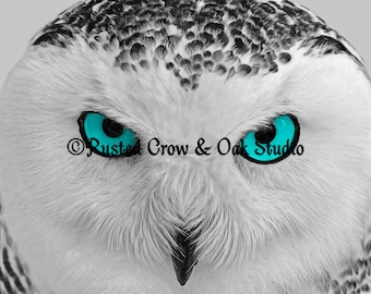 Modern Black White Grey Owl Bird Blue Aqua Eyes Home Decor Matted Picture Print A171