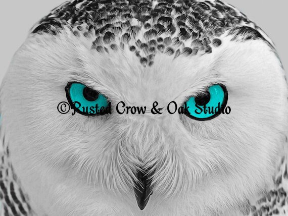Modern Black White Grey Owl Bird Blue Aqua Eyes Home Decor Matted Picture Print A171