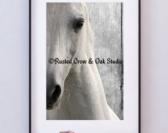Horse Photography White Horse Close Up Modern Farmhouse Home Decor Cottage Chic Art A833