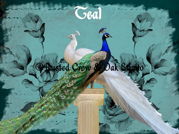 White Peacock Blue Peacock Bird Pair Home Decor Wall Art Etsy