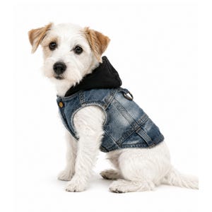 May include: A small white dog with brown ears wearing a blue denim vest with a black hood. The vest features a gold-coloured button on the front, visible stitching, and a metal D-ring attached to the back for a leash, providing a layered look.