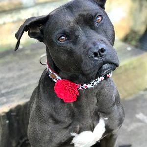 May include: A black pit bull terrier dog wearing a black and white patterned collar with a red flower accent. The dog is sitting on a set of concrete steps.