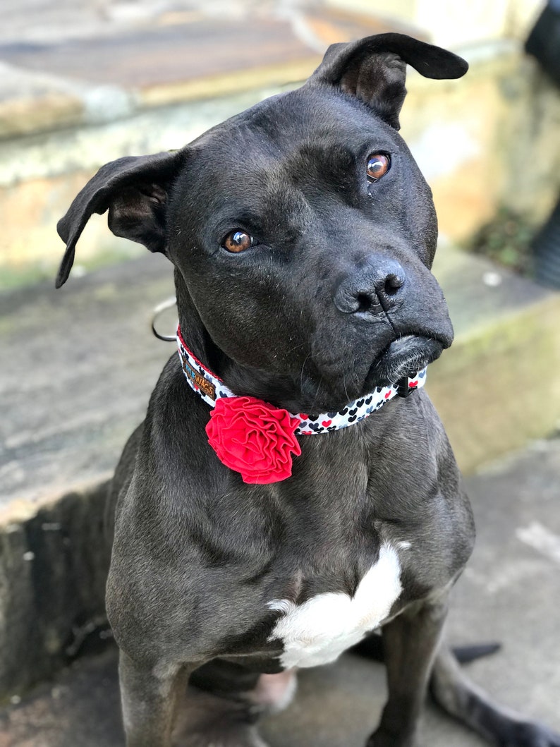 May include: A black pit bull terrier dog wearing a black and white patterned collar with a red flower accent. The dog is sitting on a set of concrete steps.