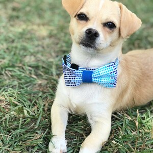 Pode incluir: Um pequeno c&atilde;o castanho claro com marcas brancas usando uma gravata borboleta azul e branca. O c&atilde;o est&aacute; deitado na grama verde.