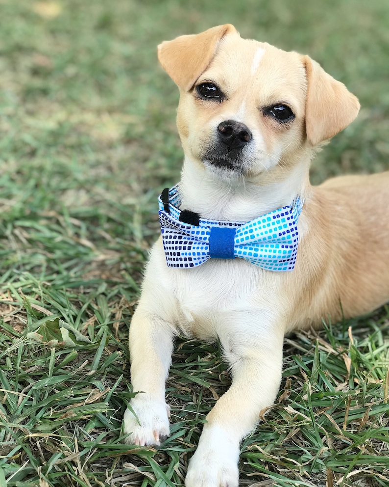 Pode incluir: Um pequeno c&atilde;o castanho claro com marcas brancas usando uma gravata borboleta azul e branca. O c&atilde;o est&aacute; deitado na grama verde.