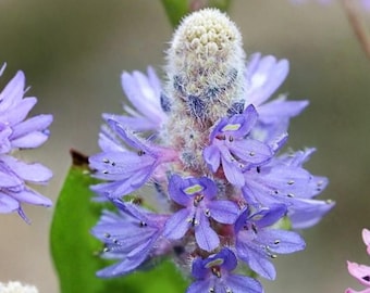 Pickerel Weed 10 Seeds – Pontederia cordata Native Perennial Wetland Flower Seeds