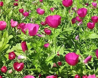 Purple Poppy Mallow 10 Seeds – Callirhoe involucrata Native Perennial Wildflower Seeds