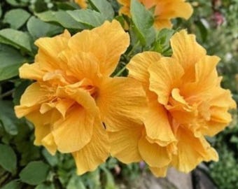 Rose de Sharon jaune rustique, 10 graines – Hibiscus hamabo, arbuste ornemental à fleurs