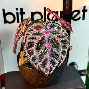 Puede incluir: Un adorno de planta decorativo con hojas verdes oscuras en forma de corazón y venas bordadas en rosa y plata. La planta está colocada en una maceta texturizada de color bronce metálico. El fondo muestra una caja blanca con el texto bit planet.