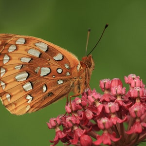 Rose swamp milkweed (asclepias incarnata)  starter plant