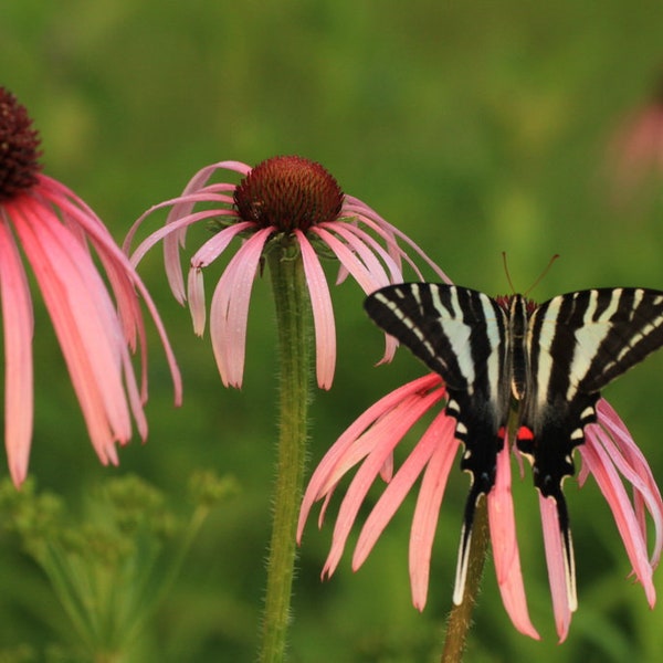 Pale Purple Coneflower (Echinacea pallida) starter plant