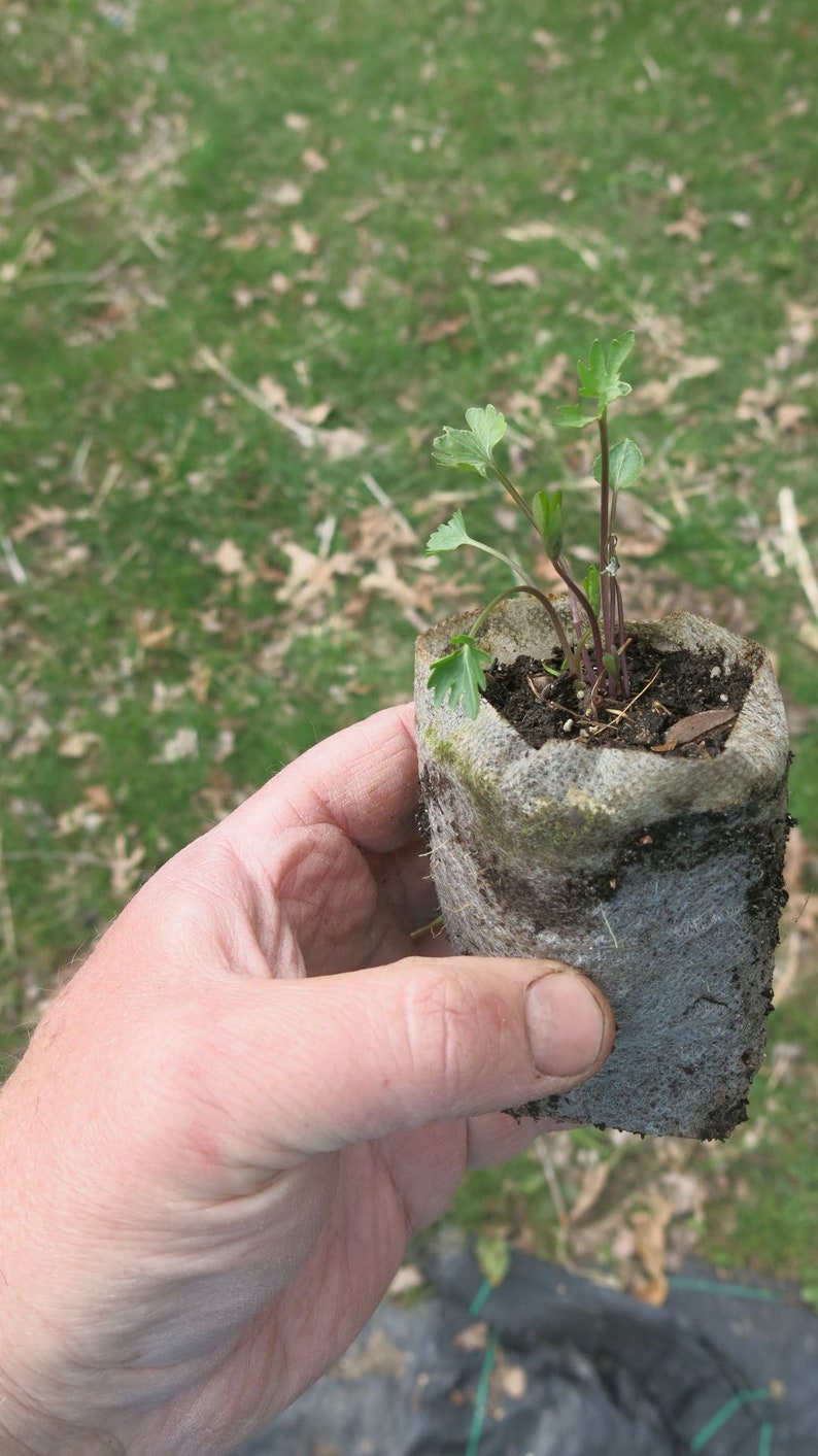 Prairie Violet Viola pedatifida starter plant image 2