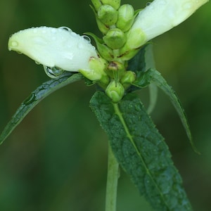 White turtlehead (Chelone glabra)  starter plant