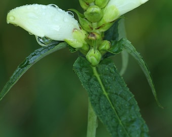 White turtlehead (Chelone glabra)  starter plant