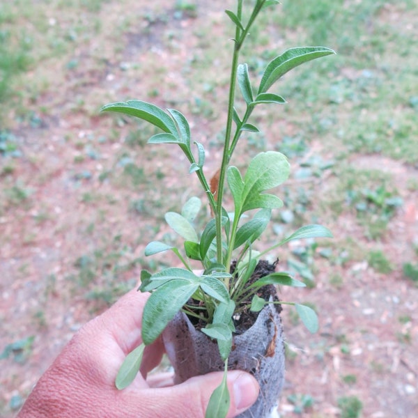Long Headed Coneflower (Ratibida columnifera) starter plant