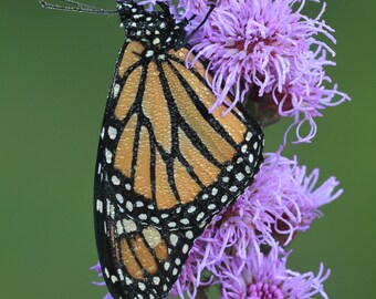 Rough Blazing Star (Liatris aspera) starter plant