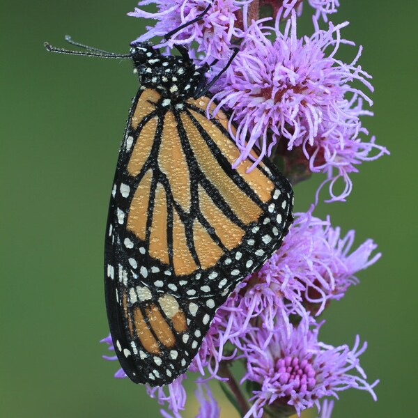 Rough Blazing Star (Liatris aspera) starter plant