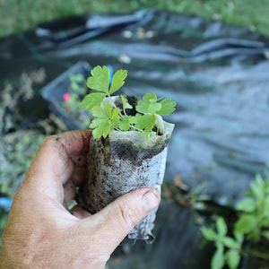 Thimbleweed starter plant (Anemone cylindrica) DORMANT