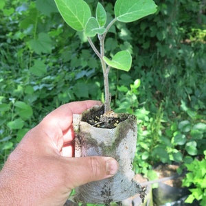 Sacred thorn apple Datura wrightii starter plant