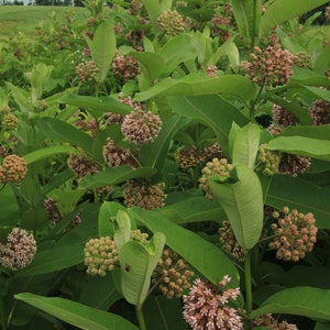 Common milkweed seeds (asclepias syriaca) 25+ seeds