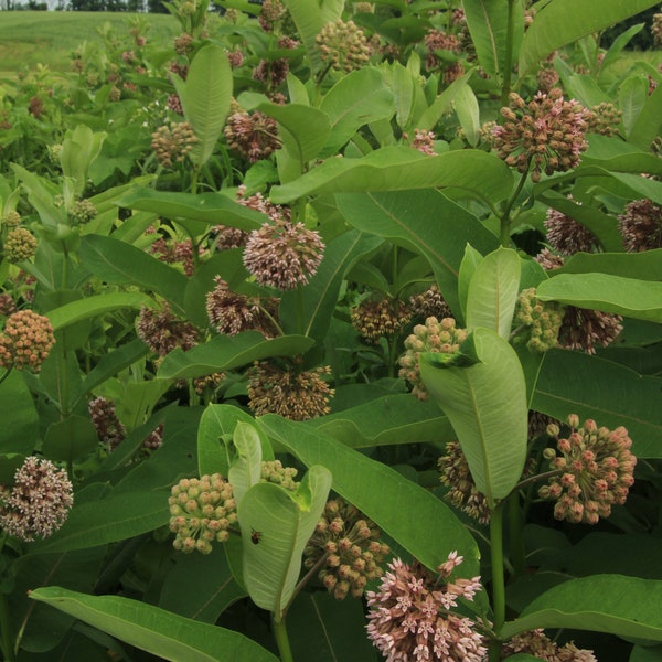 Graines d'asclépiade commune (Asclepias syriaca) 50+ graines