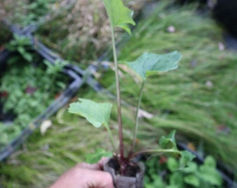 Pale Indian Plantain starter plant (Arnoglossum atriplicifolium)