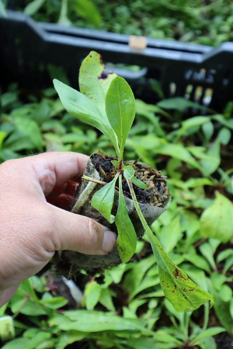 Hairy beardtongue penstemon hirsutus starter plant image 1