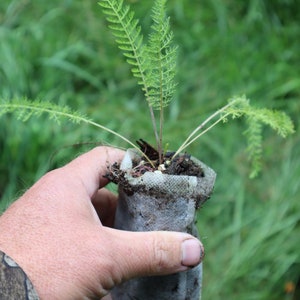 Common yarrow starter plant (Achillea millefolium) (dormant)