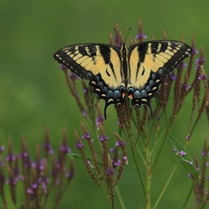 Blue vervain (Verbena hastata) starter plant