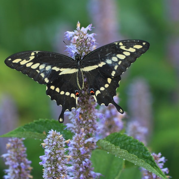 Anise hyssop (Agastache foeniculum) starter plant