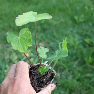 Bush&#39;s poppy mallow (Callirhoe bushii) starter plant
