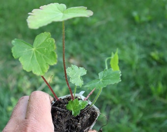 Bush's poppy mallow (Callirhoe bushii) starter plant