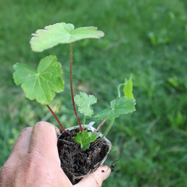 Bush's poppy mallow (Callirhoe bushii) starter plant