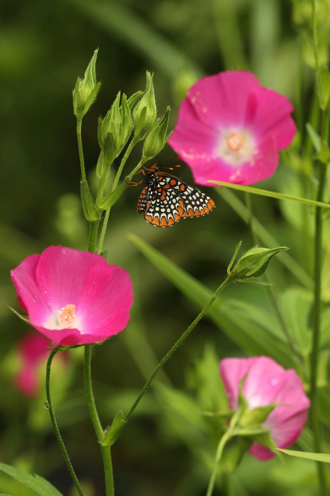 Purple poppy mallow starter plant (Callirhoe involucrata)