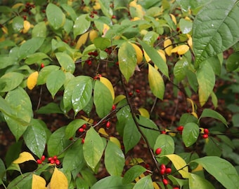 Spicebush (lindera benzoin) starter shrub