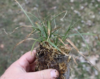 Small yellow fox sedge (Carex annectens) starter plant