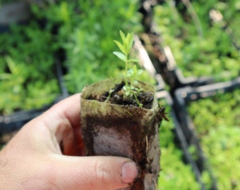 Cream gentian starter plant (Gentiana flavida)